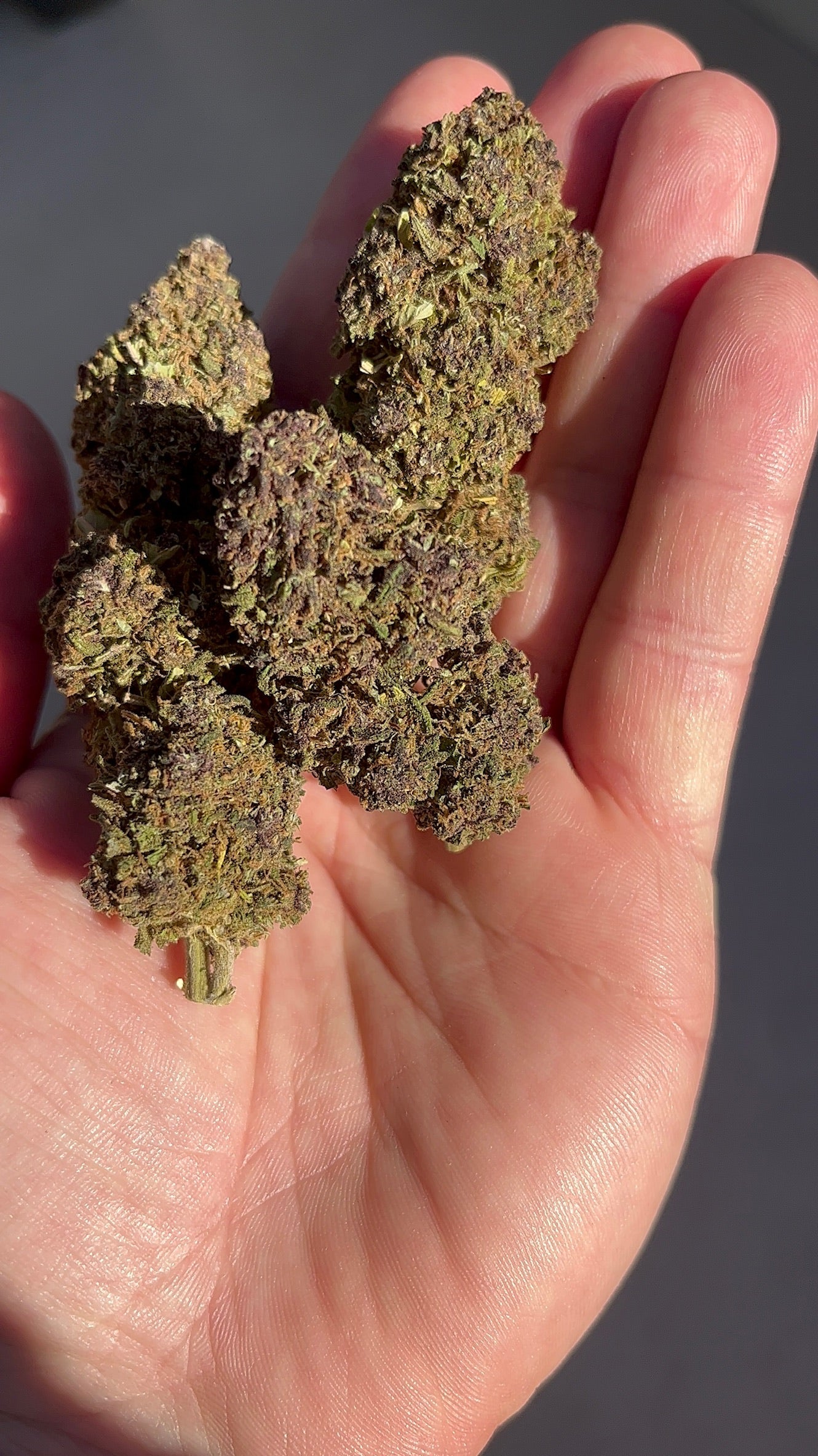 🚀 Purple Kush 🚀
