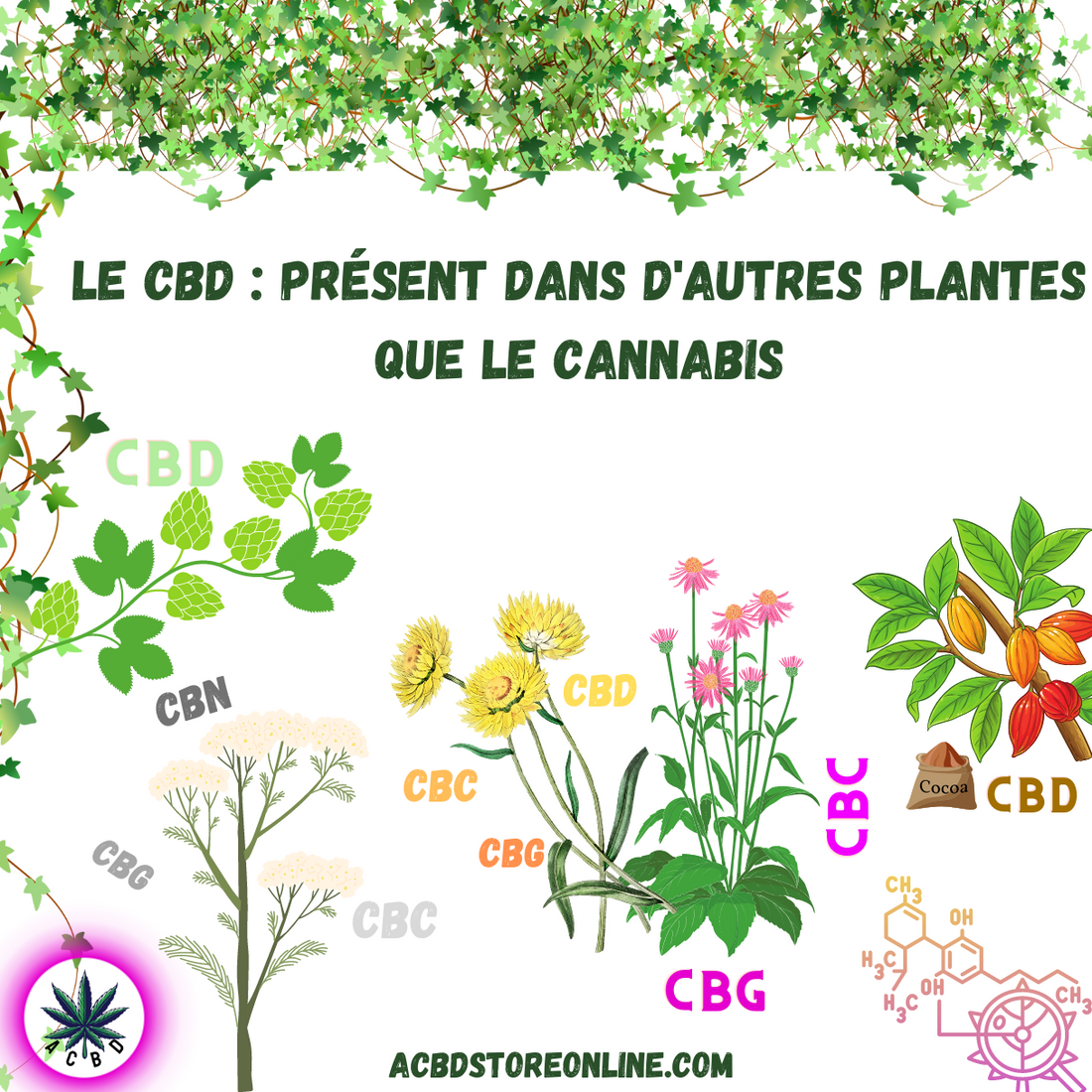 Le CBD : présent dans d'autres plantes que le cannabis